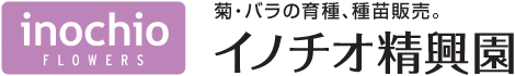 菊の育種、種苗販売。イノチオ精興園