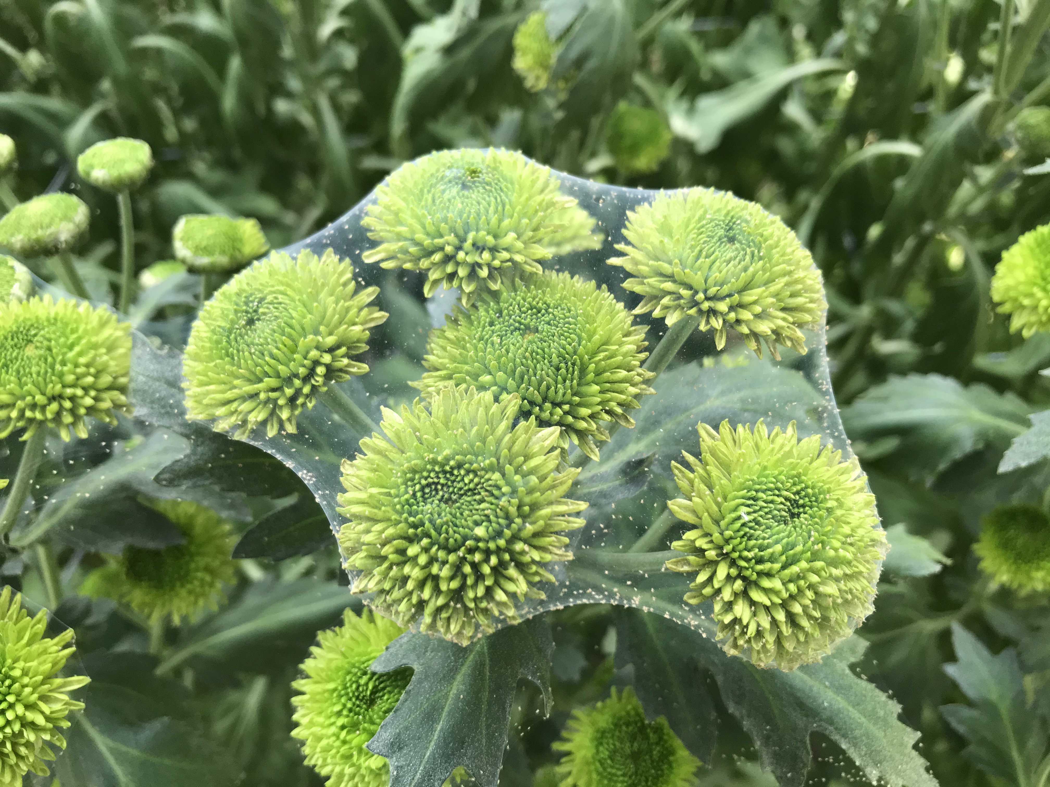 ハダニ類 菊の育種 種苗販売 イノチオ精興園