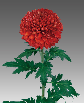 赤 菊の育種 種苗販売 イノチオ精興園 赤 菊の育種 種苗販売 イノチオ精興園