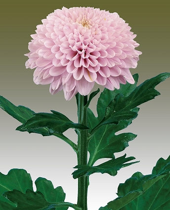 セイカブレラ 一輪仕立て | 菊の育種、種苗販売。イノチオ精興園