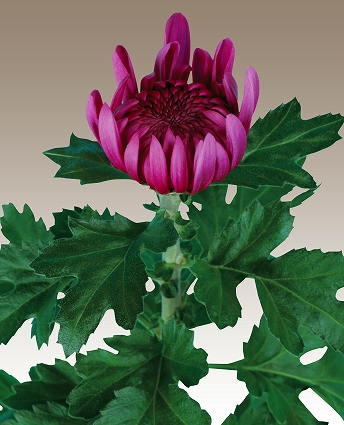 精興花洛 菊の育種 種苗販売 イノチオ精興園