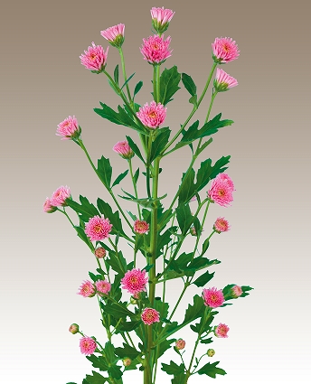 ピンク 菊の育種 種苗販売 イノチオ精興園