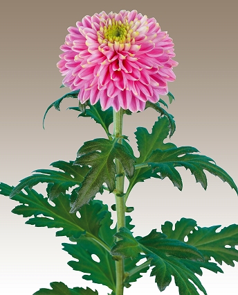 ポンポン | 菊の育種、種苗販売。イノチオ精興園