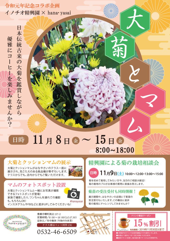 Hanayasai 豊橋本店 にて大菊とマムの展示を行います 菊の育種 種苗販売 イノチオ精興園
