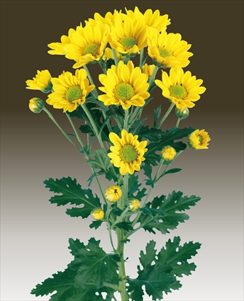 精よなが 菊の育種 種苗販売 イノチオ精興園