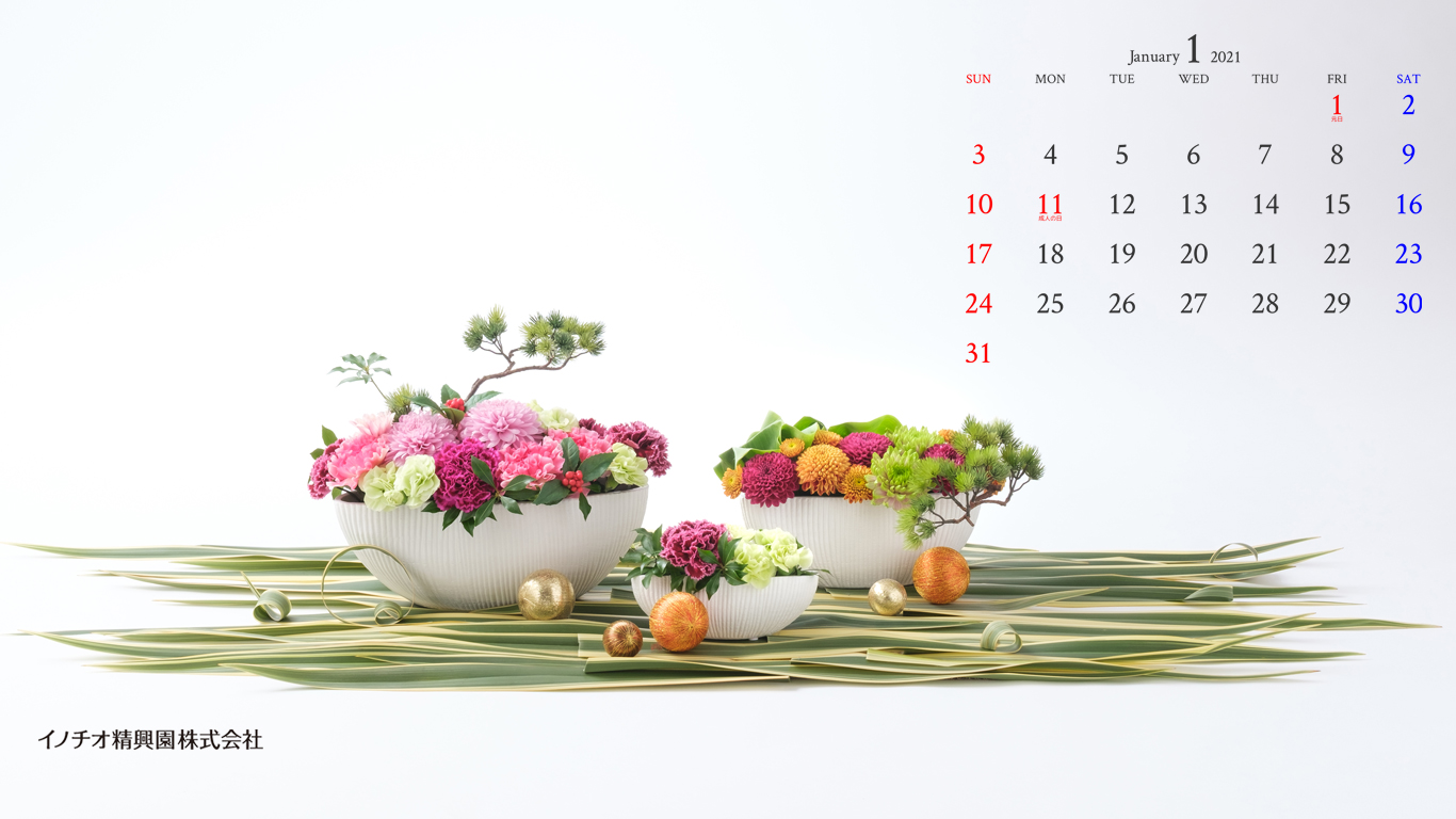 21年 1月カレンダー 菊の育種 種苗販売 イノチオ精興園