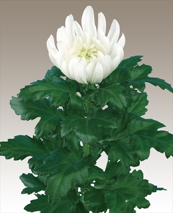 輪菊 菊の育種 種苗販売 イノチオ精興園