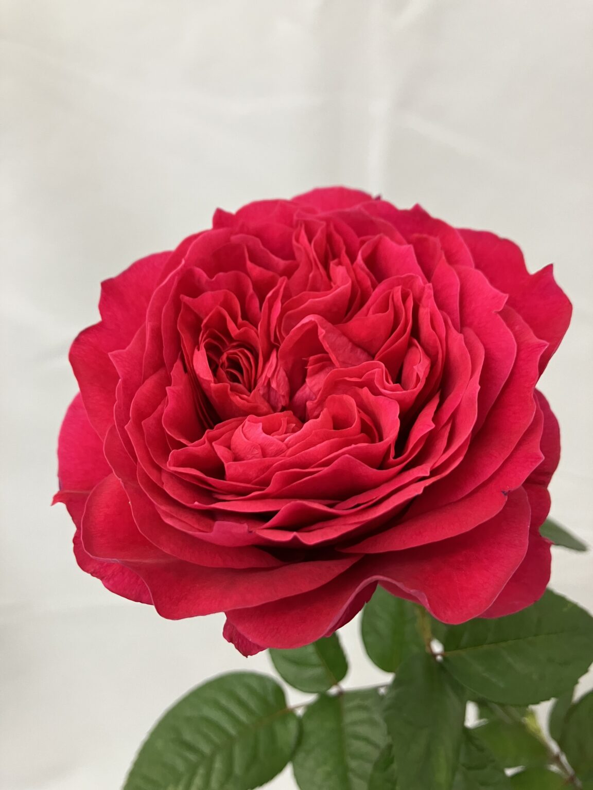 バラ品種一覧|バラの品種開発・種苗生産・販売 イノチオ精興園 菊の育種、種苗販売。イノチオ精興園