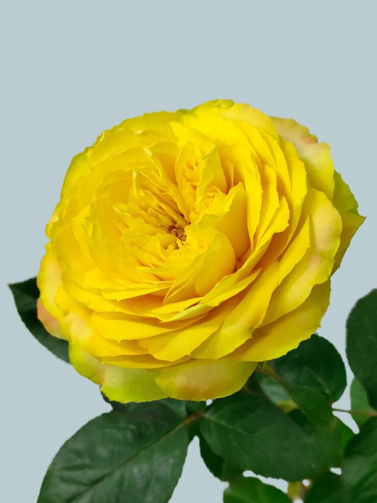 バラ品種一覧|バラの品種開発・種苗生産・販売 イノチオ精興園 菊の育種、種苗販売。イノチオ精興園