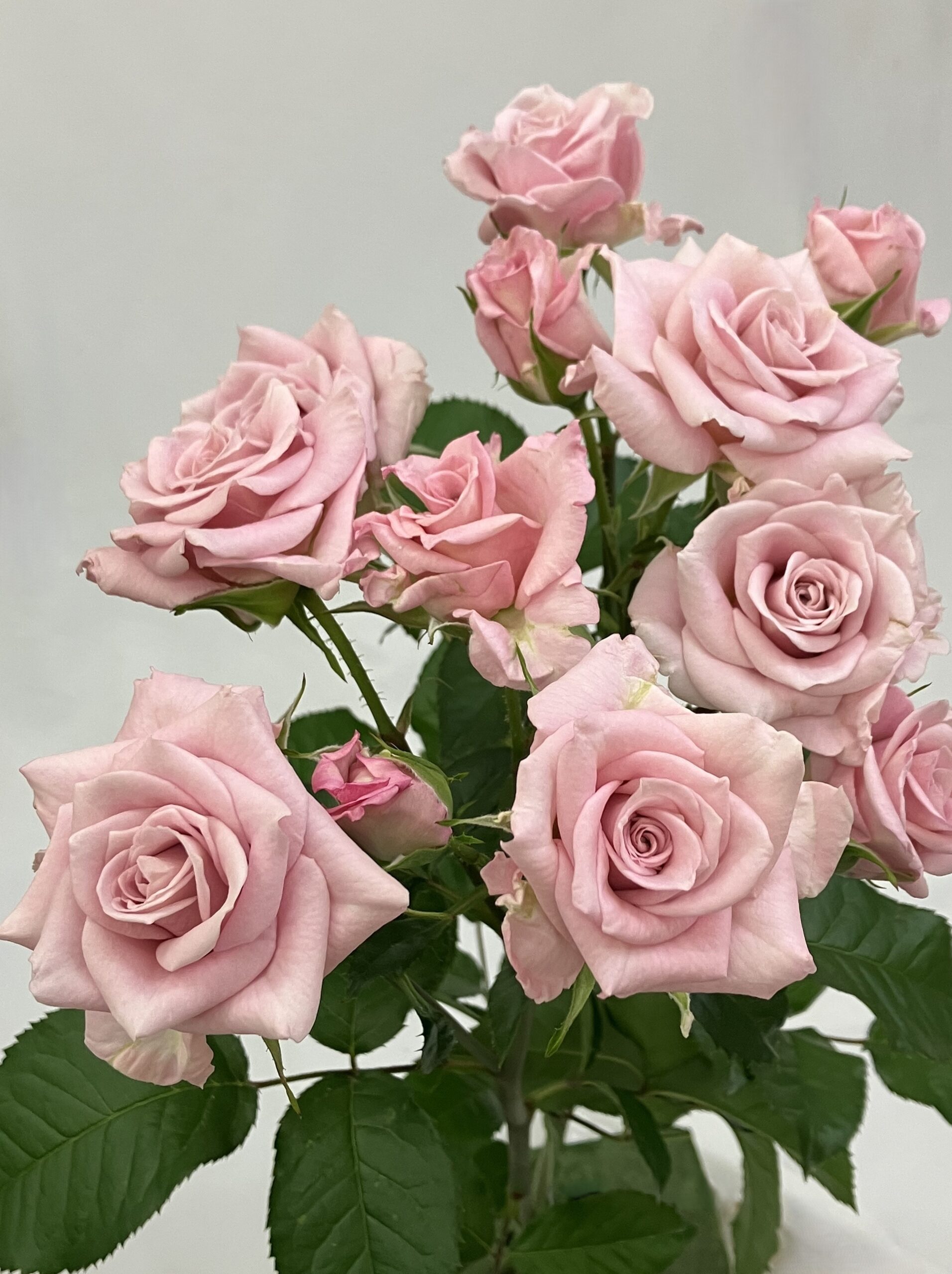 品種一覧 | 菊の育種、種苗販売。イノチオ精興園