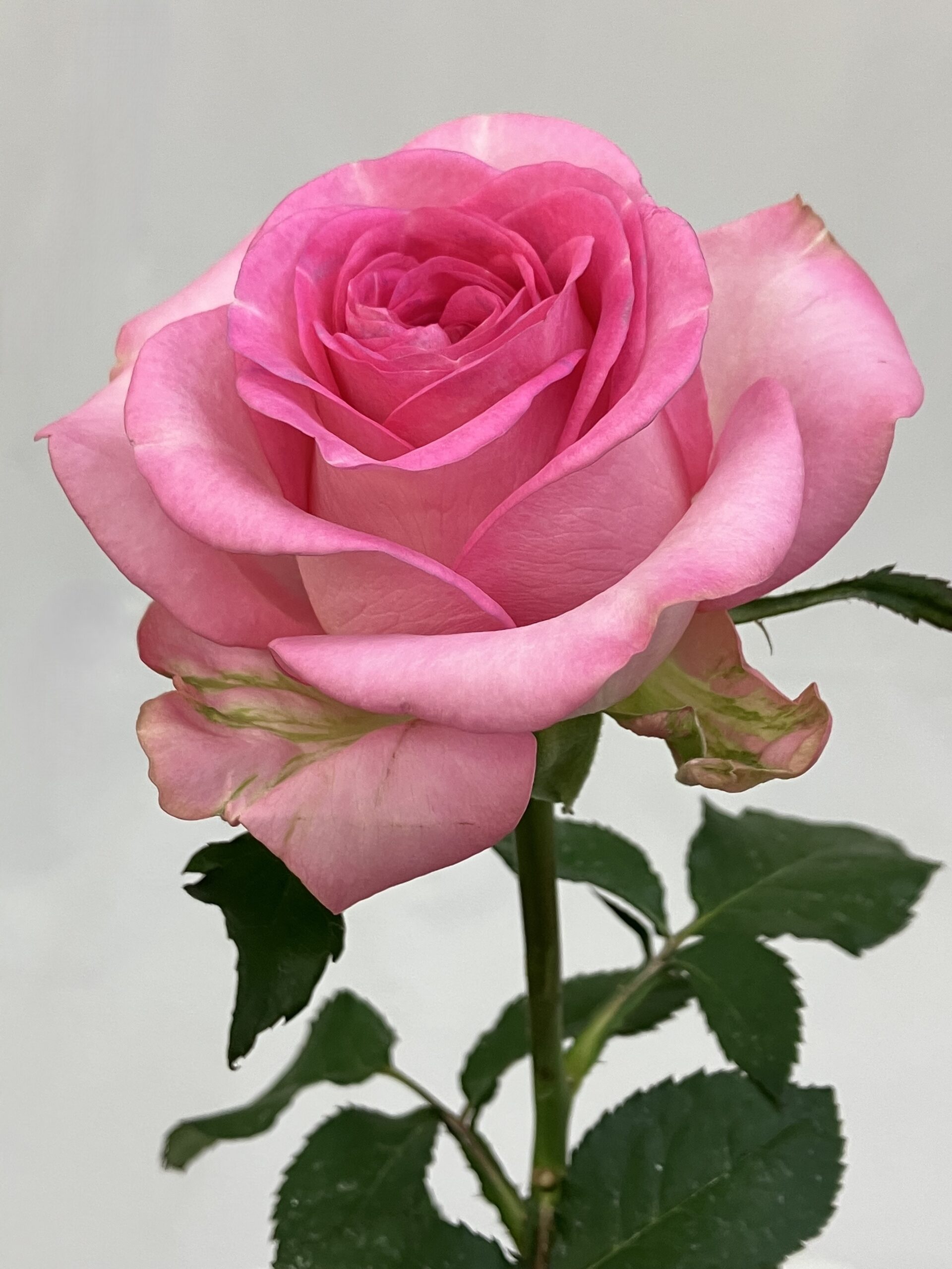 Vip Roses | 菊の育種、種苗販売。イノチオ精興園
