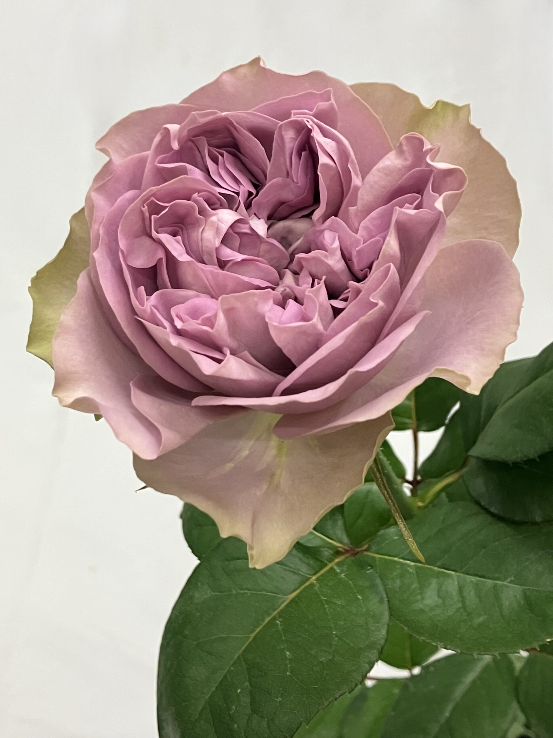 Vip Roses | 菊の育種、種苗販売。イノチオ精興園